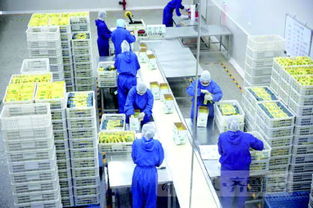 狗糧里的差距 從美國人的貓狗嘴里賺幾億美金簡(jiǎn)單嗎